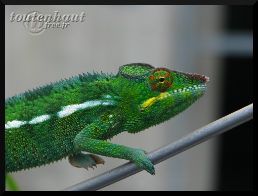 2010_01_10_cameleon1.JPG
