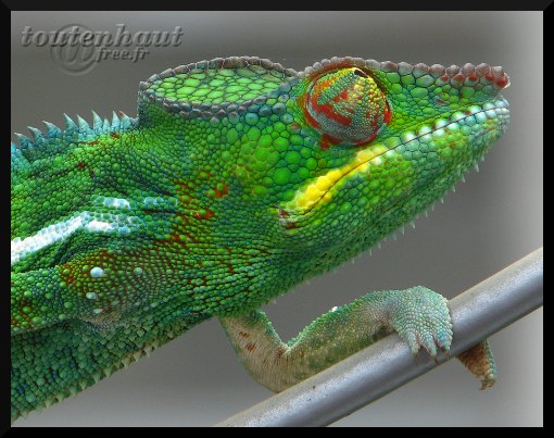 2010_01_10_cameleon3.JPG