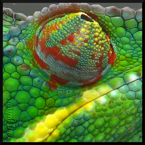2010_01_10_cameleon4.JPG