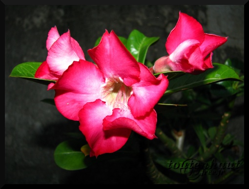 2010_05_03_Adenium_2.JPG